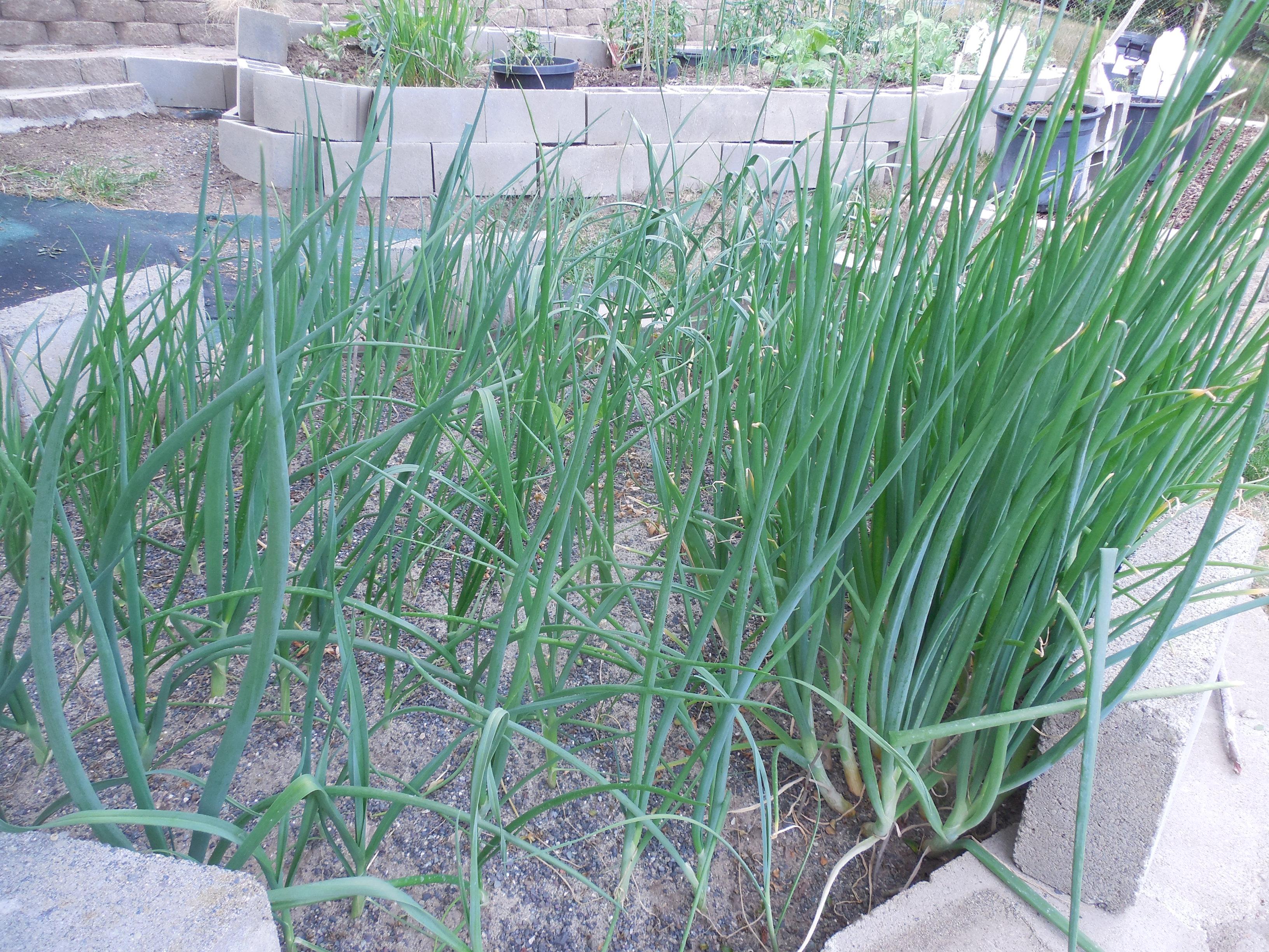 Gardening for Healthy Living